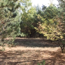 Sandgrube 1