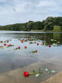 Białe i czerwone róże na powierzchni jeziora Schwedt