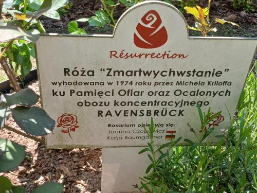 Róża